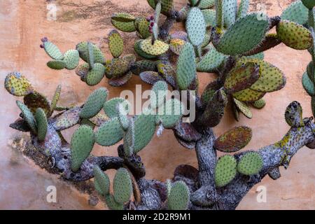 chumbera, SA Galera, CAS Concos des Cavaller, Felanitx, Mallorca, Isole baleari, Spagna Foto Stock