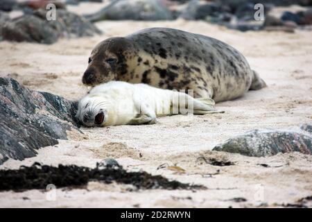 Madre di foca grigia e un cucino, rilassato su una spiaggia isolata nelle Ebridi interne della Scozia UK Foto Stock