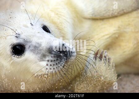 Primo piano di un simpatico sigillo grigio neonato (Herichoerus grypus) Pup su un'isola scozzese disabitata nelle Ebridi interne Della Scozia Foto Stock