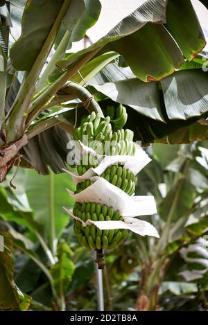 Mazzi di banane verdi che crescono su alberi in verde tropicale giardino in villaggio Foto Stock