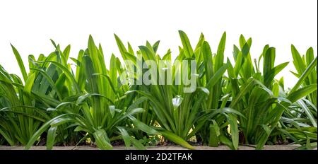 Isolato erba alto verde foglie sfondo bianco Foto Stock