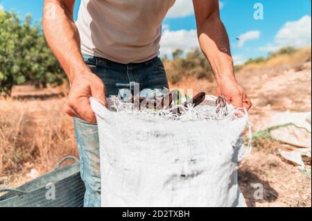 Raccolto anonimo lavoratore maschio che tiene sacco con fresco raccolto maturo carruba cialde durante la raccolta in campagna Foto Stock