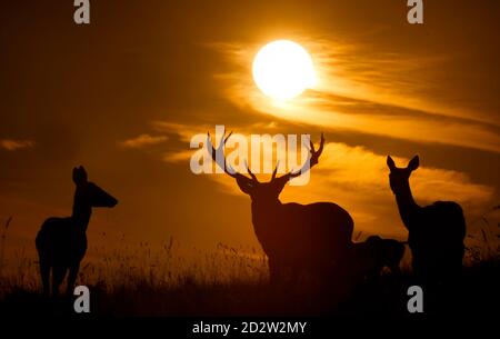 Una sosta mentre il sole d'autunno sorge su Studley Royal Deer Park nel North Yorkshire. Foto Stock