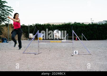 Il cane Border Collie che salta sopra l'ostacolo con il numero durante l'agilità formazione in campo con istruttore femminile Foto Stock