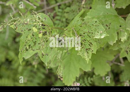 Foglie di cetriolo colpite dalla malattia Spiderweb acaro. Foto di alta qualità Foto Stock