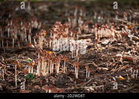 Royal Botanic Gardens Kew London in autunno. Funghi Brittestem conici e pavimento in legno con foglie di muffa toni di marrone Foto Stock