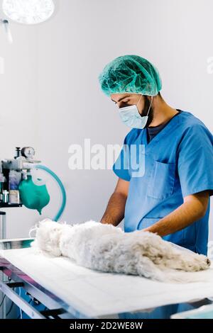 Dall'alto di medici di veterinario irriconoscibile che preparano il cane per la chirurgia in sala operatoria Foto Stock