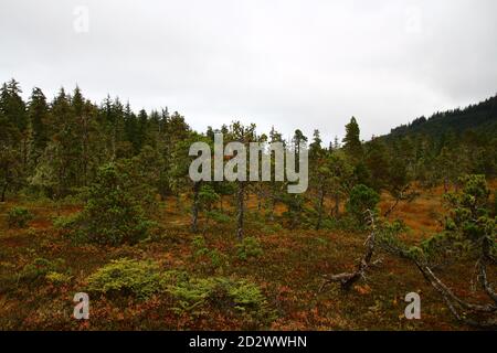 Paesaggio autunnale vicino a Icy Strait Point Alaska, Stati Uniti Foto Stock