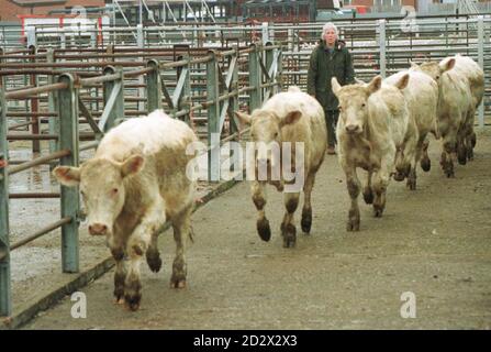 I bovini sono in vendita all'asta sul mercato dei bovini di Thame tra i timori per la malattia BSE. * 05/02/02 il governo dovrebbe svelare i prossimi passi verso la piena riapertura dei mercati del bestiame del paese a seguito della crisi dell'afta epizootica. Il Ministro del cibo e dell'agricoltura Lord Whitty annuncerà a Londra tutti i dettagli del regime provvisorio di movimento degli animali. Foto Stock