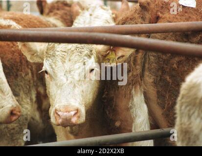 I bovini sono in vendita all'asta sul mercato dei bovini di Thame, in mezzo alla speculazione sulla BSE. 25/10/00: Viene pubblicata la relazione del Thatcher e dei principali governi sulla gestione della crisi dell'ESB. 06/07/2004: Occorre urgentemente migliorare le salvaguardie volte a prevenire il ripetersi della crisi della BSE, ha affermato i parlamentari martedì 6 luglio 2004. Un influente comitato della Camera dei Comuni ha affermato che l’attuale sistema utilizzato per monitorare il bestiame era inefficiente, eccessivamente oneroso e basato su una tecnologia obsoleta. La commissione ha affermato che il sistema non è sufficiente per controllare i focolai di malattie infettive. Foto Stock