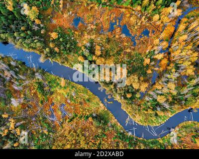 Fiume tortuoso nella foresta gialla d'autunno. Vista dall'alto luminosa. Foto Stock