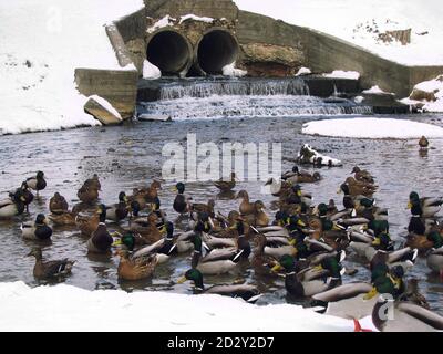 Anatre inverno nel laghetto della città. Anatre overwinter sul fiume ghiacciato. Problemi di uccelli nel serbatoio ghiacciato. Foto Stock