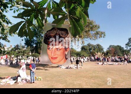 Una fotografia di Diana, principessa del Galles è sospesa dal ramo di un albero, vicino a milioni di tributi e fiori che sono stati deposti da lutto fuori le porte di Kensington Palace dalla morte della principessa una settimana fa. Foto Stock