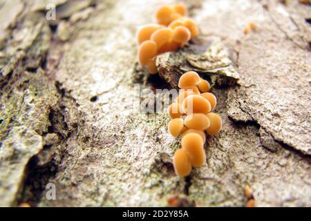 Miele d'inverno agarico sull'albero. La flammulina vellutipes è una specie di funghi che crescono nel freddo. Gli agarici di miele crescono nel tardo autunno e inverno. Foto Stock