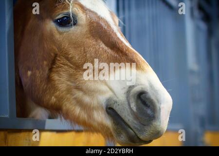 Testa marrone cavallo primo piano. Il nemico si alza nella penna e guarda. Stalla di legno per cavalli. Foto Stock