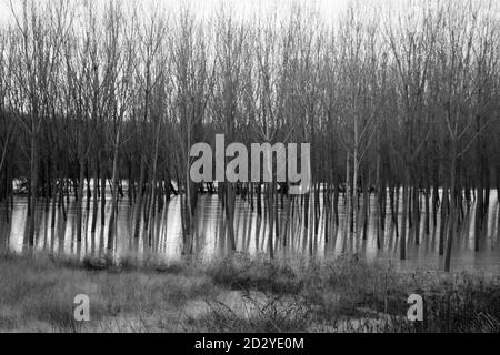 Alluvione del po, Mantova, Italia Foto Stock