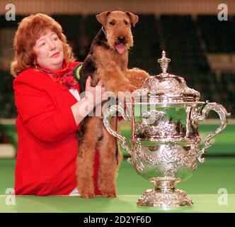 Crociere 1998. 08/03/98 : Mel, un terrier gallese di due anni, è stato nominato il miglior cane a Crufts stasera dopo aver vinto il prestigioso premio Best in Show. Il cane di proprietà di Judy Averis, di Cheadle, Staffordshire, ha posto per le macchine fotografiche con il terrier, chiamato dopo la stella di film Mel Gibson, dopo aver scopato il premio. Mel - nome di canile campione Saredon Forever Young - battere fuori altri hopefuls alla fiera di quattro giorni, che gli organizzatori speravano sarebbe attratto fino a 100,000 visitatori. PIC di Mike Sewell/Crufts. Foto PA Foto Stock