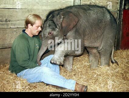 Ashoka, il nuovo bambino indiano elefante toro, che è nato due giorni fa, di peso 350lbs, ottiene conoscere capo elefante custode Steve Seath, al Port Lympne Wild Animal Park, oggi (Sabato). Foto di Mick Gell. Foto Stock