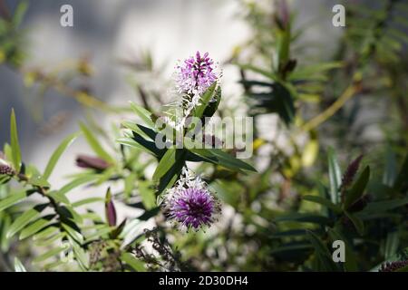 fiore viola soffice di albero di paperbark Foto Stock