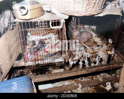 Casa di Caroline Gatheral a Sockburn Hall, Neasham, nei pressi di Darlington. Un giudice Crufts ha ammesso 83 accuse di crudeltà animale. * il Bishop Auckland Magistrates Court ha sentito che quando gli ispettori e gli ufficiali di polizia della RSPCA hanno visitato la casa di Caroline Gatheral di 65 anni, che ha condiviso con la sorella di 63 anni Mary, hanno trovato più di 80 cani che vivono nello squalor. Mary Gatheral ammise anche le 83 accuse di causare sofferenze inutili agli animali. Foto Stock