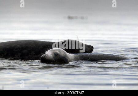 Due di un trio di cuccioli di foca grigi salvati che sono stati rilasciati nella natura selvaggia in Arsag al largo della costa occidentale della Scozia. I cuccioli maschi, che prendono il nome da whisky di malto, hanno trascorso gli ultimi mesi a recuperare presso il centro marino e foca Oban nella Scozia occidentale. *.. dove c'è un ospedale costruito appositamente per il salvataggio delle foche, dopo essere stato scoperto malnutrito e ferito in mari tempestosi quattro mesi fa. Foto Stock