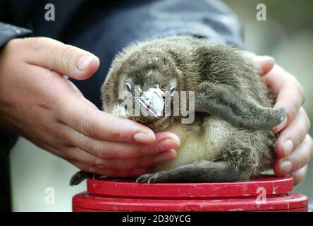 Gli zooteeper pesano il primo pinguino macaroni a schiudere nell'anno 2000 allo zoo di Edimburgo, che ha la più grande piscina di pinguini del mondo. Il pinguino di otto giorni pesava a 68 grammi. * una nuova ricerca condotta presso lo zoo ha rivelato che ogni uccello ha la propria voce e i suoi compagni con altri uccelli attraverso una vasta gamma di suoni sofisticati. Foto Stock