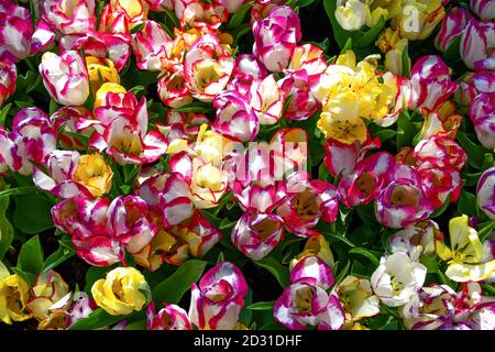 prato di tulipani di colore rosa, giallo, rosso, viola Foto Stock