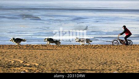 Musher Neil mantle e il suo team di corse Siberian Husky si allenano sulle rive ghiacciate del Loch Morlich vicino Aviemore in Scozia, prima del rally con cani da slitta che si tiene lì. Foto Stock