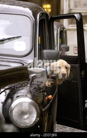 'Mischaa', il cui proprietario è membro della Guide Dogs for the Blind Association, esce da un taxi al di fuori delle Houses of Parliament, Londra. Il Segretario per l'Istruzione David Blunkett e il suo cane guida Lucy hanno incontrato i membri dell'associazione nella Sala Grande delle Case. * per celebrare l'introduzione della legislazione che richiede ai tassisti autorizzati di trasportare cani guida nelle loro auto. La mossa segue una campagna lanciata circa un anno fa dopo che i proprietari di cani guida si sono lamentati di essere stati lasciati bloccati dai tassisti che si sono rifiutati di prendere i loro cani. Foto Stock