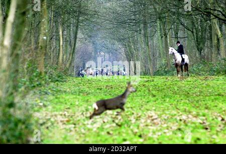 La fauna selvatica si disperde dalle siepi mentre la Beaufort Hunt si riunisce a Badminton. Una manciata di cacciate, comprese quelle nel Galles del nord e nel Northamptonshire, sarà oggi per la prima volta in 10 mesi. * i ministri hanno sospeso la caccia in febbraio dopo l'inizio dell'epidemia di afta epizootica, che ha portato all'abbattimento di milioni di bovini e ovini. Temevano che i cavalli e i gabbie che vagavano per le campagne durante la caccia alla volpe trasmettessero la malattia alle aziende agricole non già infette . Foto Stock