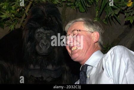 Il Ministro dell'ambiente Michael Meacher si avvicina a un gorilla immitativo al Rainforest Cafe, nel centro di Londra. Il ministro ha annunciato gli impegni del Regno Unito di 175,000 per contribuire al finanziamento del programma delle Nazioni Unite per l'ambiente (UNEP) e del progetto di sopravvivenza della Grande Ape. Foto Stock