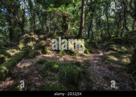 Ty Canol è un bellissimo bosco antico nel cuore di Pembrokeshire, Galles, Regno Unito Foto Stock