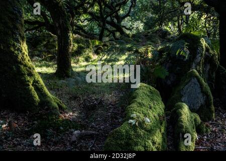 Ty Canol è un bellissimo bosco antico nel cuore di Pembrokeshire, Galles, Regno Unito Foto Stock