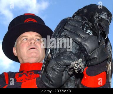 Hardey, un Raven di 25 anni originario di Dorset, che è stato onorato per 21 anni di servizio alla Torre di Londra, raffigurato con Beefeater Derrick Coyle - il Maestro di Raven - alla Torre di Londra. Foto Stock