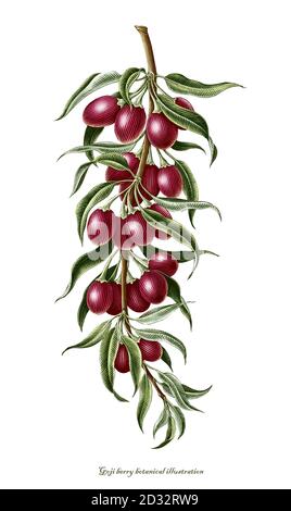 Goji bacca botanica vintage incisione illustrazione clip art isolato su sfondo bianco Foto Stock
