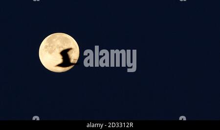 Un gabbiano sorvola la luna sul fiume Mersey a Hale Head, Merseyside. Foto Stock