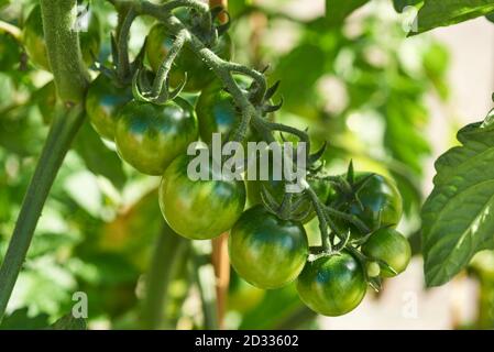 Primo piano di pomodori maturati su un pomodoro coltivato in casa pianta Foto Stock