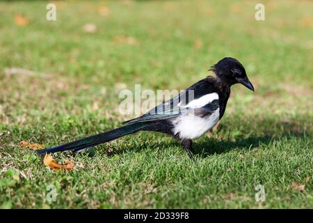 Magpie eurasiatica (Pica pica), giovanile, parte mancante di piume del collo; Danimarca Foto Stock