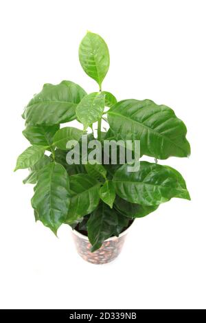 pianta del caffè isolata su sfondo bianco Foto Stock