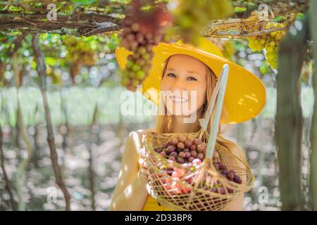 Donna sorridente felice con vendemmia di uva rossa in cesto, sfondo vigneto tramonto Foto Stock