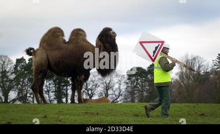 I lavoratori si trovano nella situazione insolita di effettuare riparazioni stradali essenziali nella riserva degli animali al Blair Drummond |Safari Park, vicino a Stirling, mentre il parco è chiuso per la stagione invernale. Il Parco riapre il 20 marzo per la stagione estiva. Foto Stock