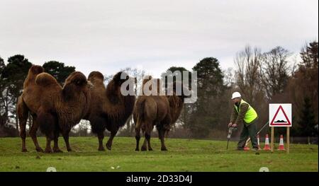 I lavoratori si trovano nella situazione insolita di effettuare riparazioni stradali essenziali nella riserva degli animali al Blair Drummond |Safari Park, vicino a Stirling, mentre il parco è chiuso per la stagione invernale. Il Parco riapre il 20 marzo per la stagione estiva. Foto Stock