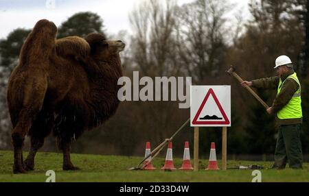 I lavoratori si trovano nella situazione insolita di effettuare riparazioni stradali essenziali nella riserva degli animali al Blair Drummond |Safari Park, vicino a Stirling, mentre il parco è chiuso per la stagione invernale. Il Parco riapre il 20 marzo per la stagione estiva. Foto Stock