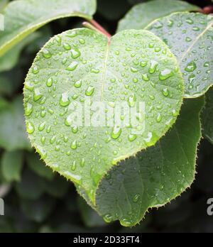 una foglia di kiwi dopo la pioggia Foto Stock
