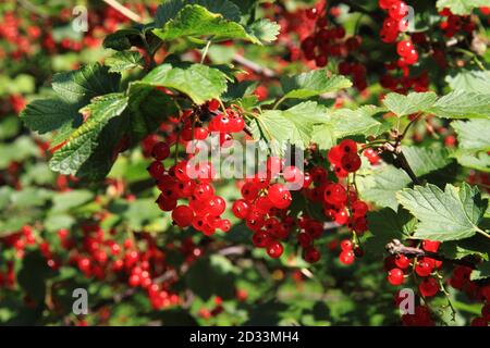 pianta di curry rosso con frutta come sfondo naturale piacevole Foto Stock