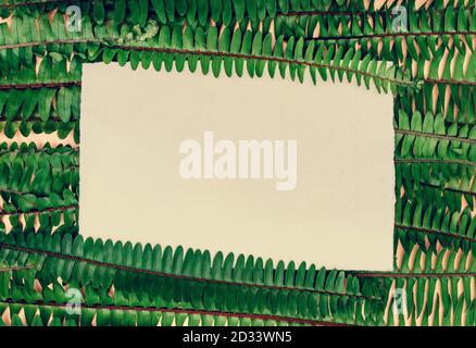Sfondo naturale Fern con carta vuota e spazio libero per la copia. Foto Stock