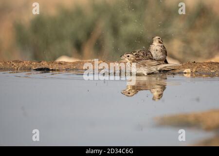 Corn Bunting (Emberiza calandra) acqua potabile. Fotografato in Israele nel giugno Foto Stock