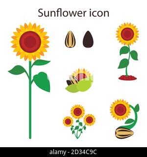 Gruppo di girasoli in fiore di diverse dimensioni, semi di girasoli, materiale di disegno piatto vettoriale isolato su sfondo bianco Illustrazione Vettoriale