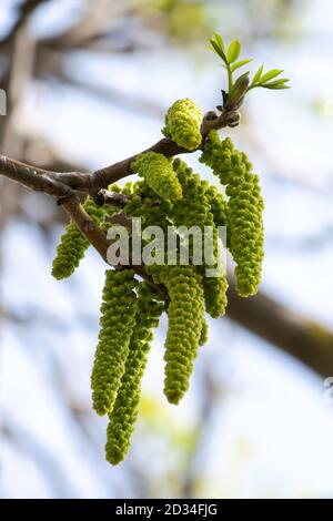 rami fioriti della noce nel giardino in primavera, orecchini di noce si annodano dai rami contro il cielo Foto Stock