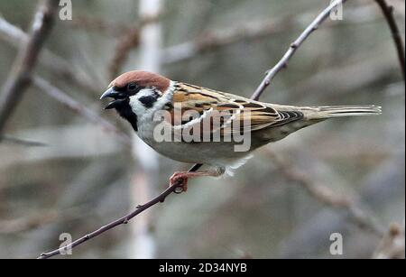 È sotto embargo per 0001 Venerdì 23 Marzo un rosso-elencati tree sparrow a Leas e Whitburn Parco costiero in South Tyneside, come il National Trust ha detto che i rari passeri hanno fatto rimbalzare indietro dal baratro, alla riserva naturale creata sul sito di una miniera di carbone abbandonate. Foto Stock